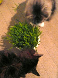 catgrass1.jpg