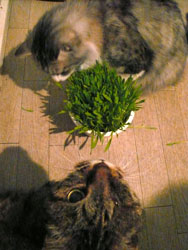 catgrass2.jpg