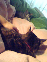 cats-on-the-bed.jpg