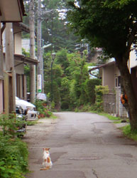 karuizawa_cat.jpg