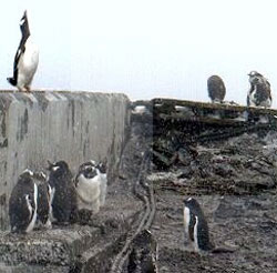 penguins_march.jpg
